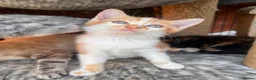 Mixed Breed cats for sale: Beautiful kittens for sale  - Advert 17