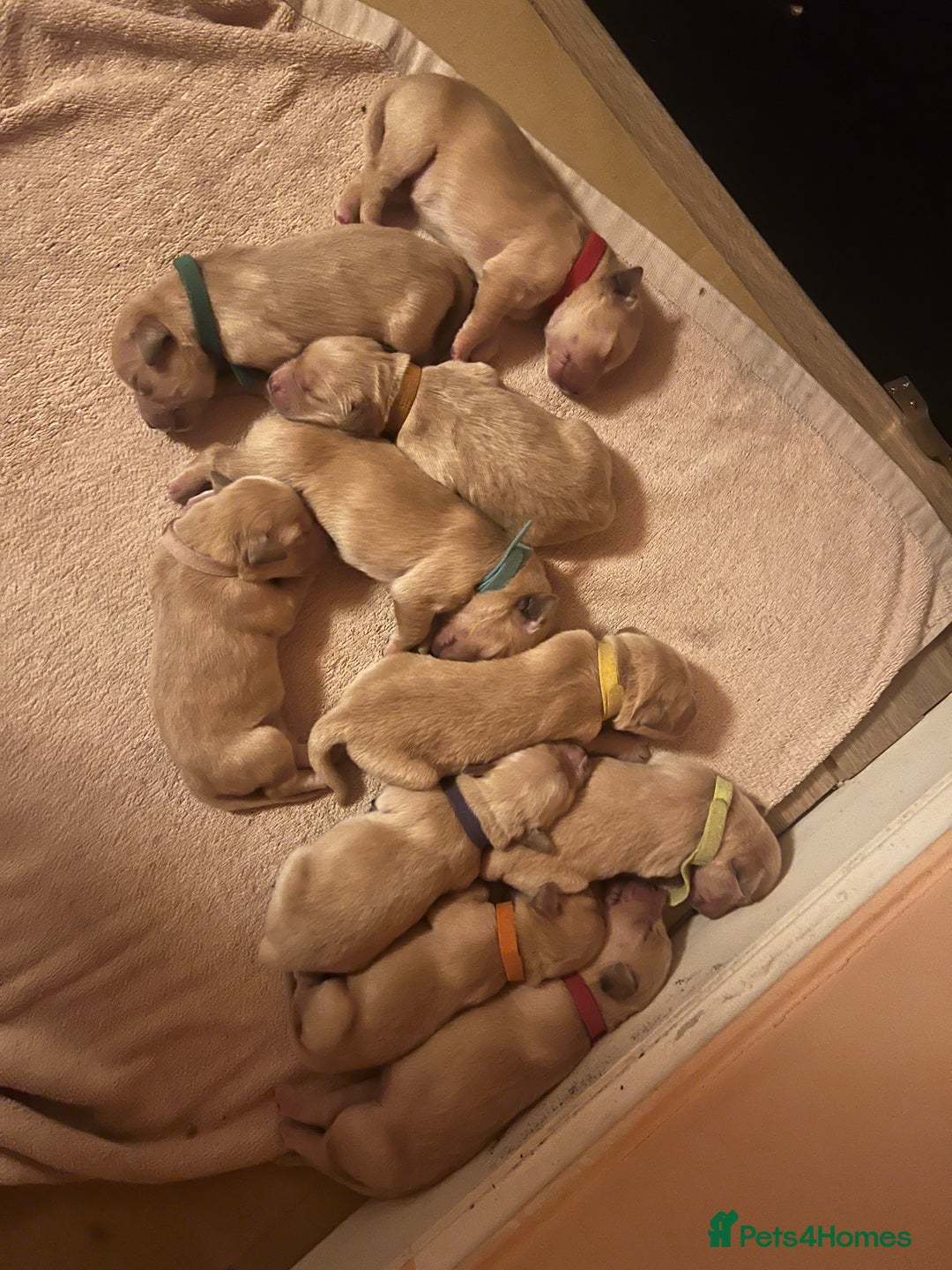 Golden Retriever dogs for sale: LITTLE BUNS - Advert 20