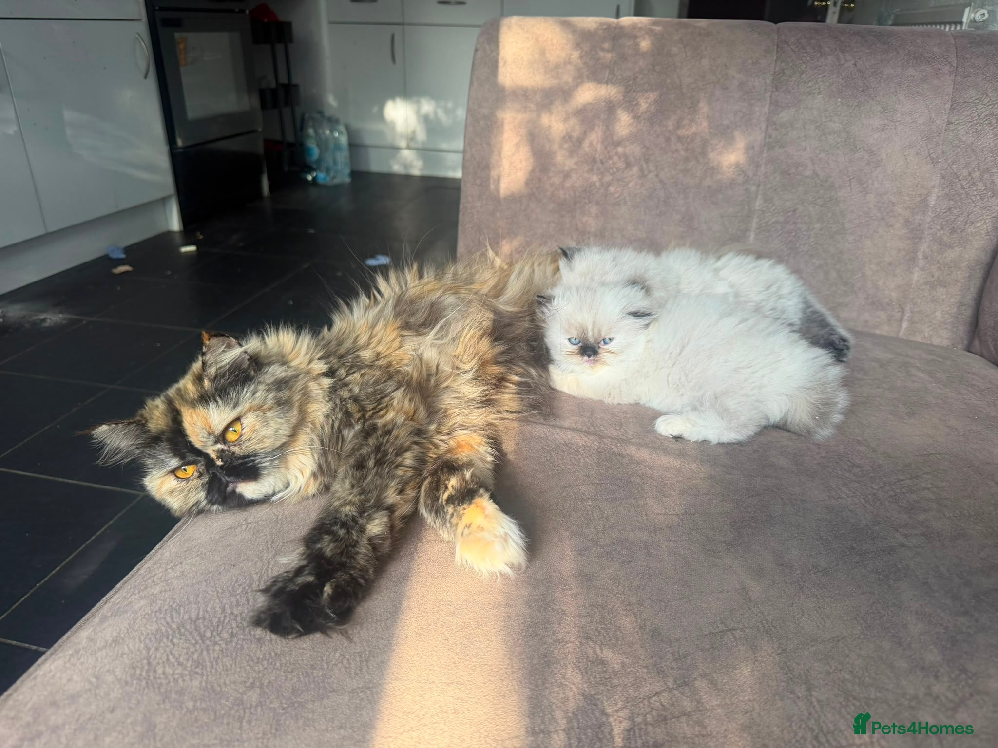 Persian cats Beautiful blue eyes rare colour persian chinchilla - Advert 2