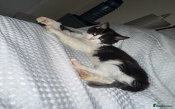 Turkish Van cats for sale: Half turkish van male - Image 1