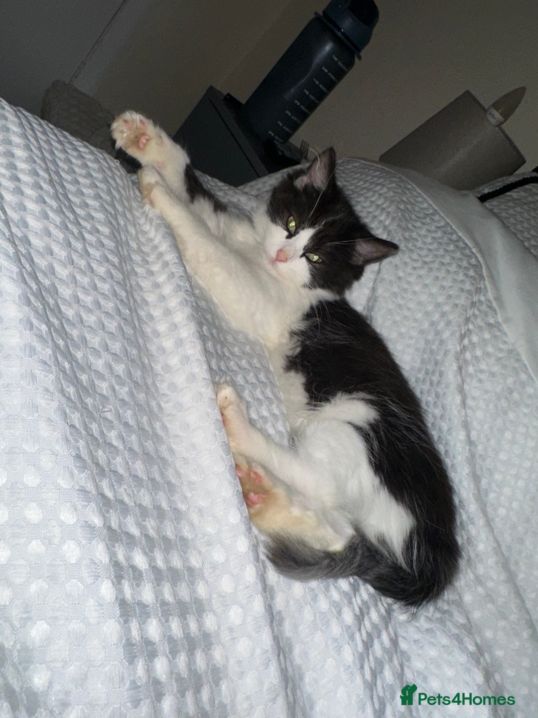 Turkish Van cats for sale: Half turkish van male - Image 1