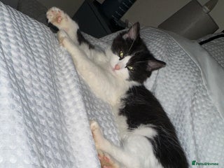 Turkish Van cats for sale - Advert 1