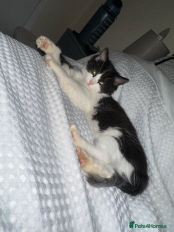 Turkish Van cats - Advert 1