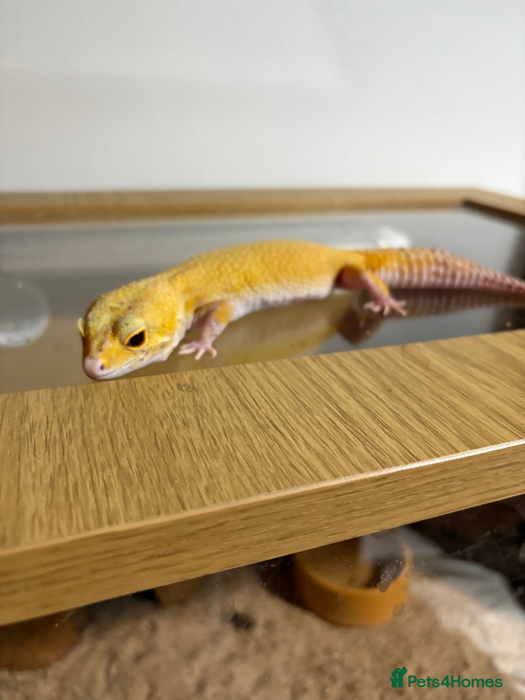 Gecko reptiles for sale: Super Hypo Tangerine leopard Gecko - Image 1