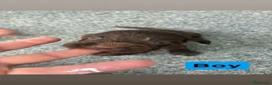 Cockapoo 4