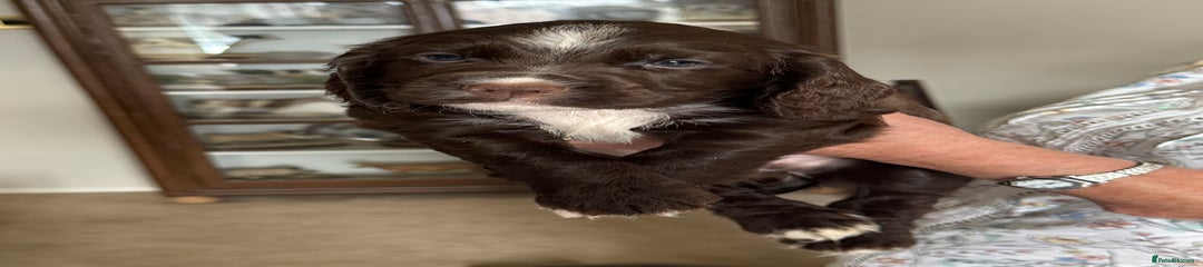 Cocker Spaniel Puppy 4