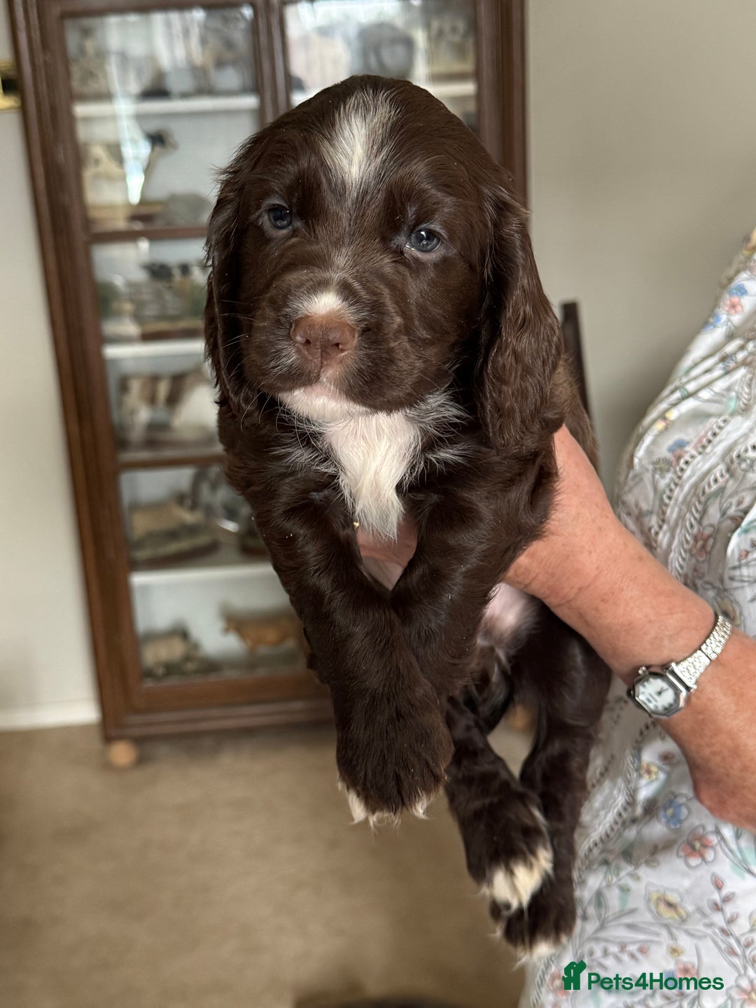 Cocker Spaniel dogs for sale: 5 Pedigree Working Cocker Pups for Sale  - Image 8