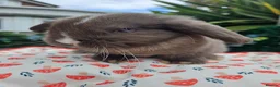 Mini Lop rabbits for sale: Chocolate vm mini lop - Advert 12