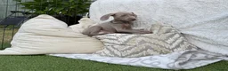 Weimaraner dogs for sale: 7 Weimaraner pups for sale ! - Advert 7