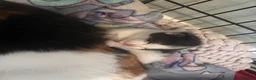 Domestic Shorthair cats for sale: 1 beautiful white and black kitten - Advert 5