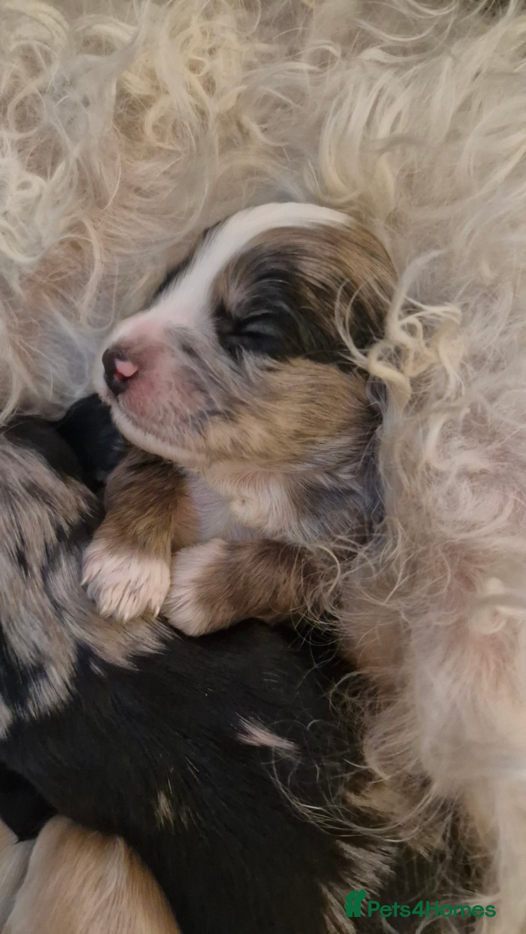 Mixed Breed dogs for sale: Cockerpoo/Schnoodle/Bischon Puppies  - Advert 8