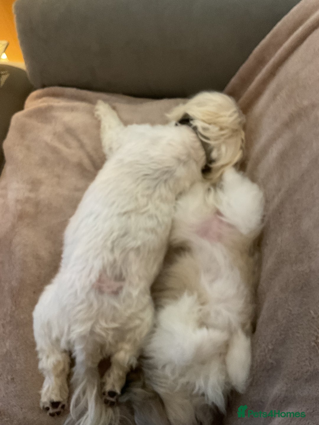 Mixed Breed dogs for sale: Malti-Pom Puppies - £1200 - 3 Left - Advert 27