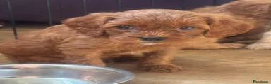 Cavapoo 3