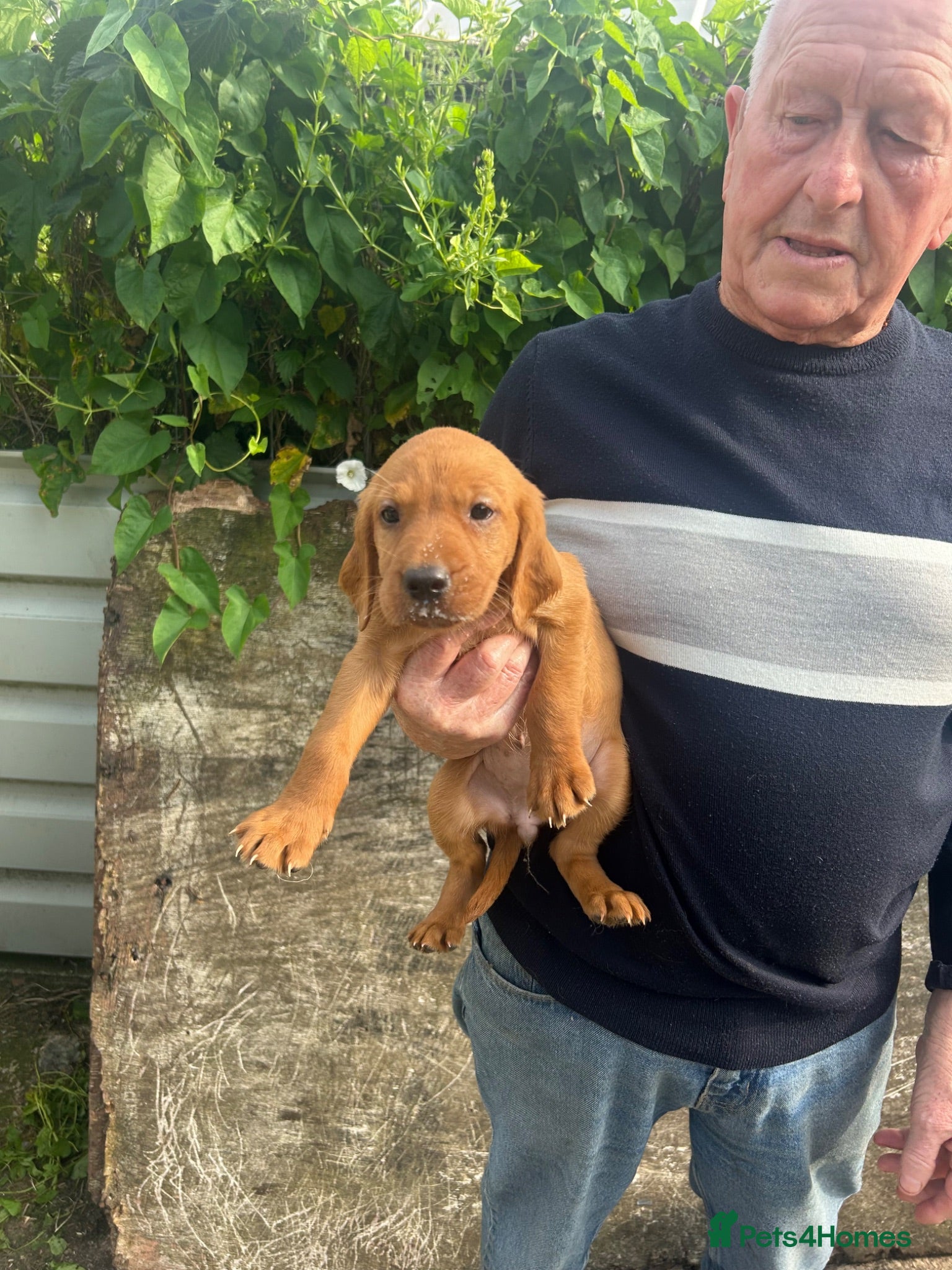 Mixed Breed dogs Red setter x labrodor - Advert 1