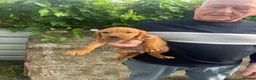 Mixed Breed dogs for sale: Red setter x labrodor - Advert 1