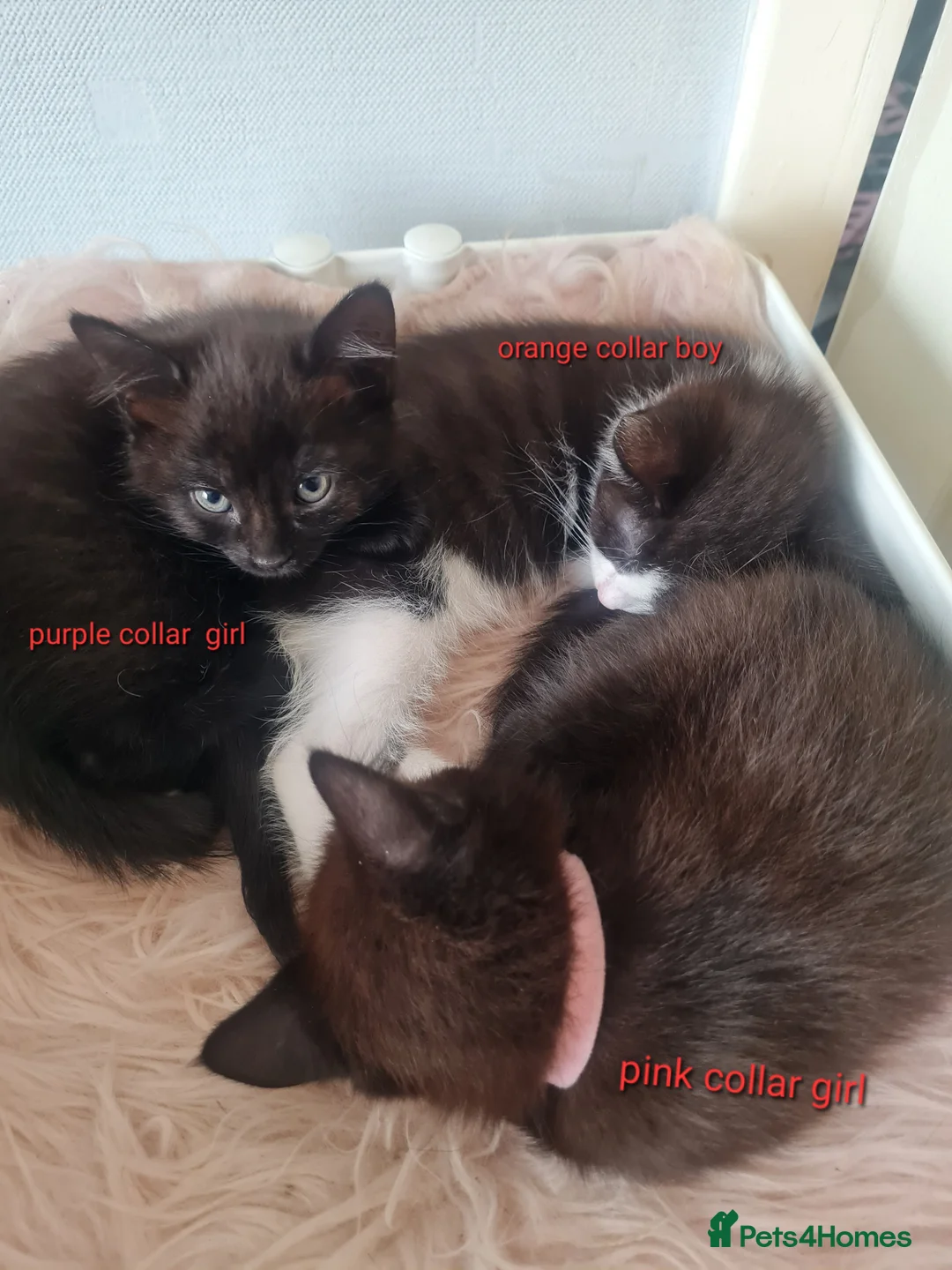 Mixed Breed cats for sale: 9 kittens black or black and white  in Dudley - Advert 33