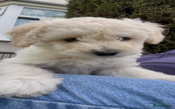 Miniature Poodle dogs for sale: Home Bred pups, extensively Health tested - Image 12