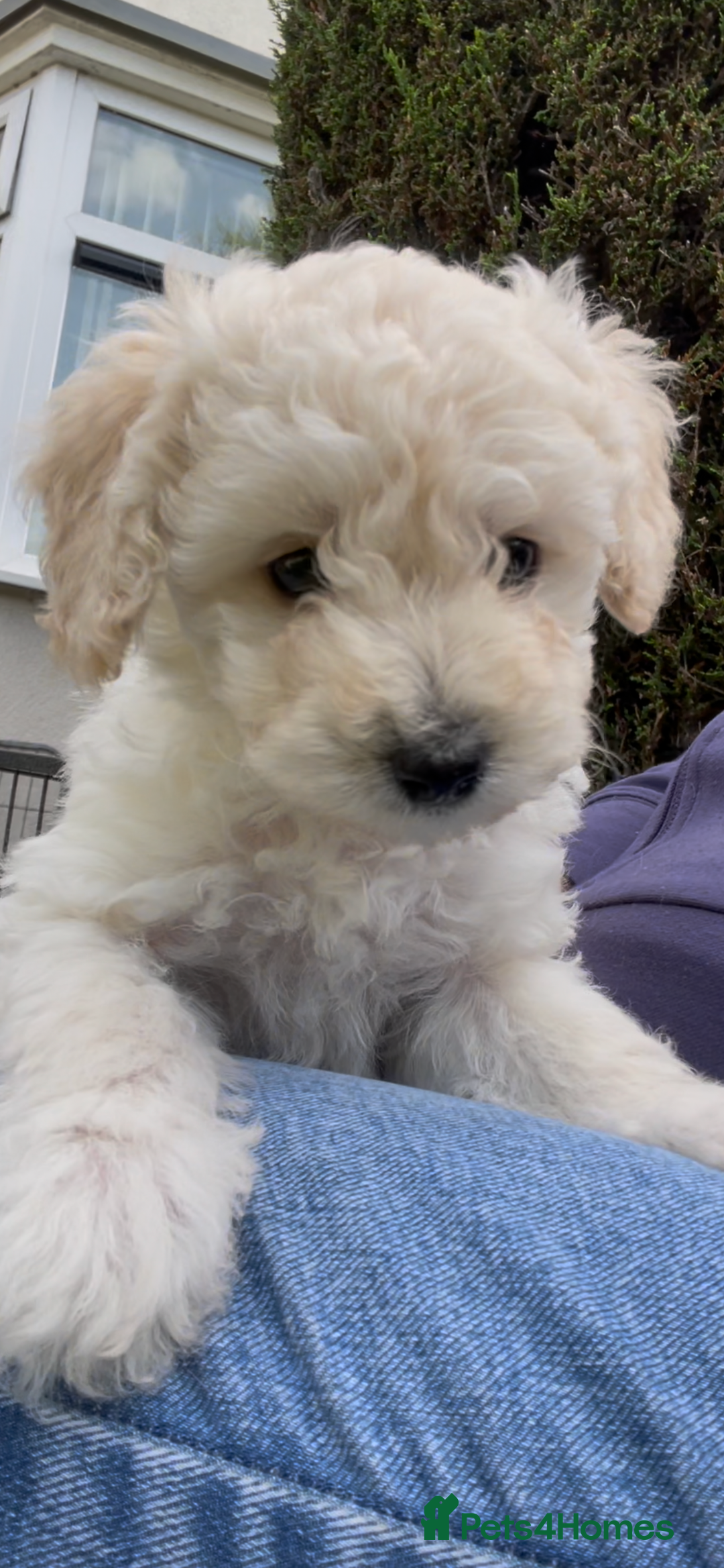 Miniature Poodle dogs for sale: Home Bred pups, extensively Health tested - Image 12