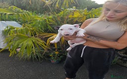 English Bull Terrier dogs for sale: English bullterrier pups for sale  - Image 27