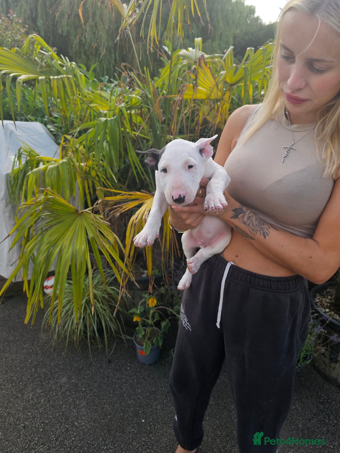 English Bull Terrier dogs for sale: English bullterrier pups for sale  - Image 27