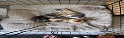 Mixed Breed cats for sale: Kittens for sale - Advert 5