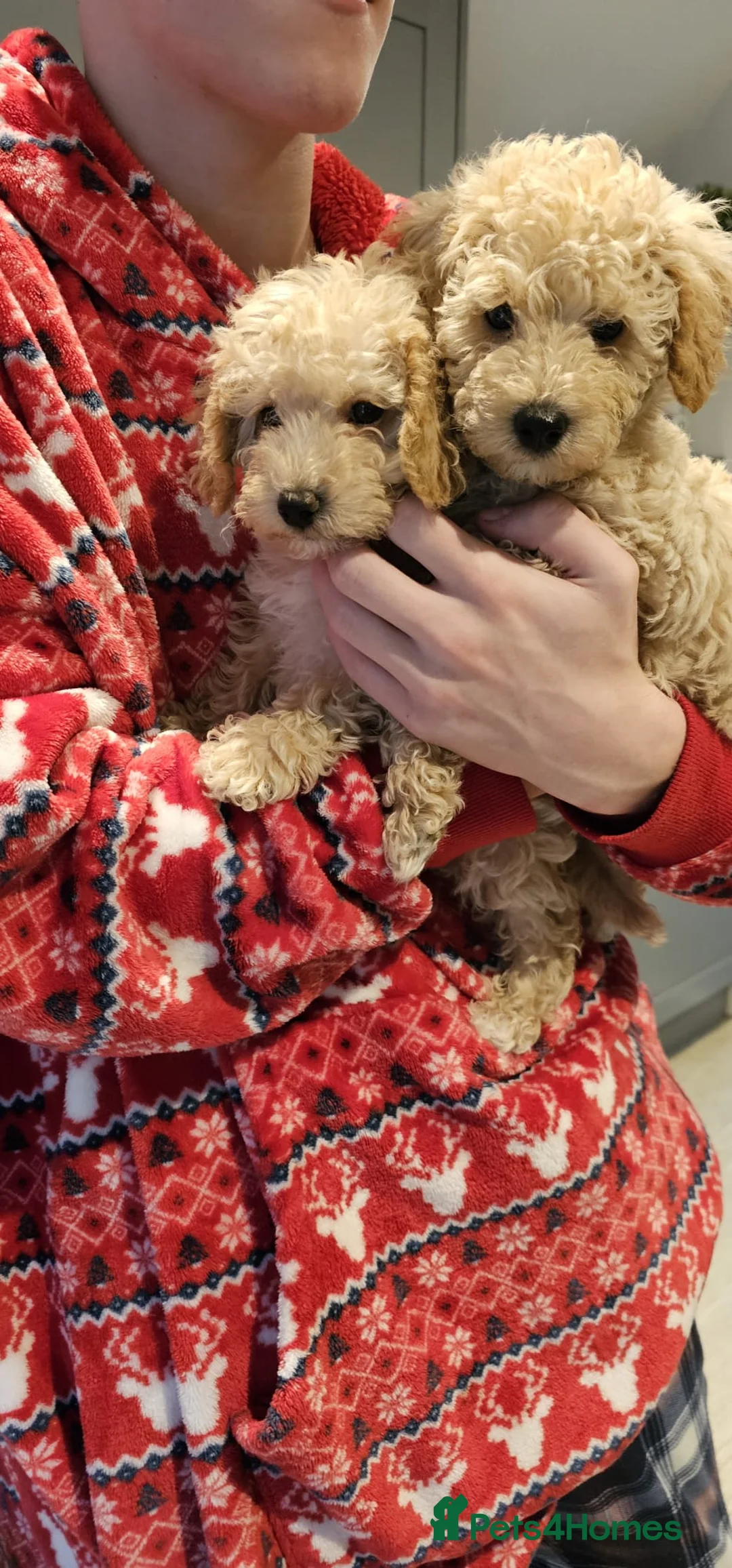 Toy Poodle dogs for stud: Stunning KC poodle stud in Reading - Advert 19