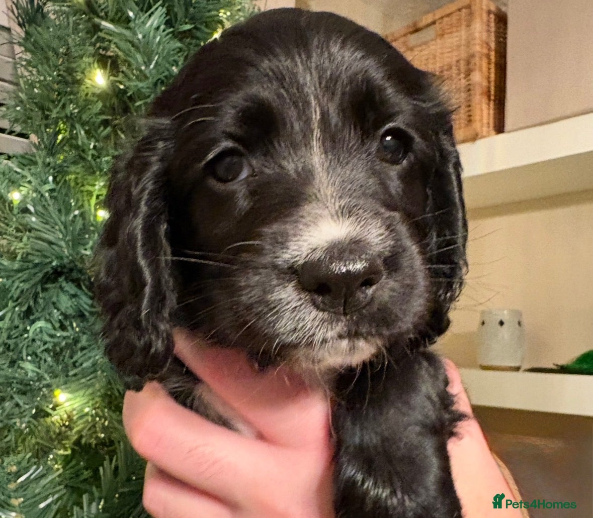 Sprocker dogs Last Girl looking for her forever home - Advert 8