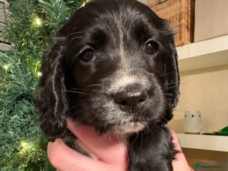Sprocker dogs ✨ Adorable Girl remaining, Ready 16/12 - Advert 2