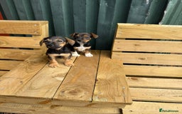 Jack Russell dogs for sale: Jack Russell puppies  - Image 7