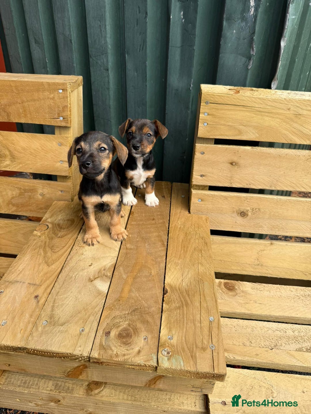 Jack Russell dogs for sale: Jack Russell puppies  - Image 7