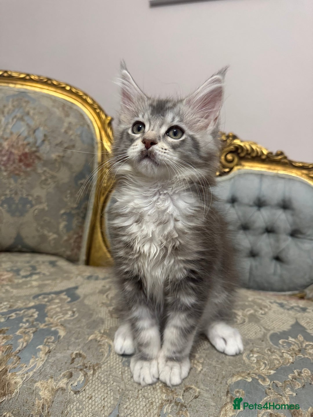 Maine Coon cats for sale: Maine Coon Kittens 🏆 20+ gen 🧬 Full Pedigree - Advert 4