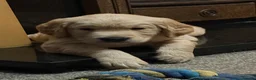 Golden Retriever dogs for sale: 3 Golden Retriver Puppies - Advert 14