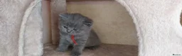 British Shorthair cats for sale: Pure Blue British Shorthair Kittens  - Advert 38