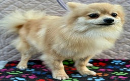 Pomeranian dogs for adoption: MiMi’s Story: From Darkness to Hope - Image 2
