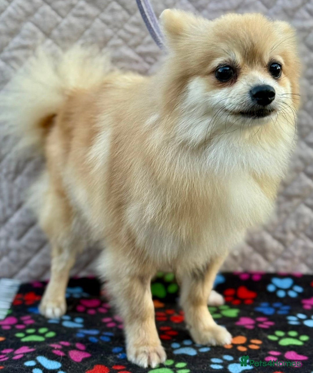 Pomeranian dogs for adoption: MiMi’s Story: From Darkness to Hope - Image 2