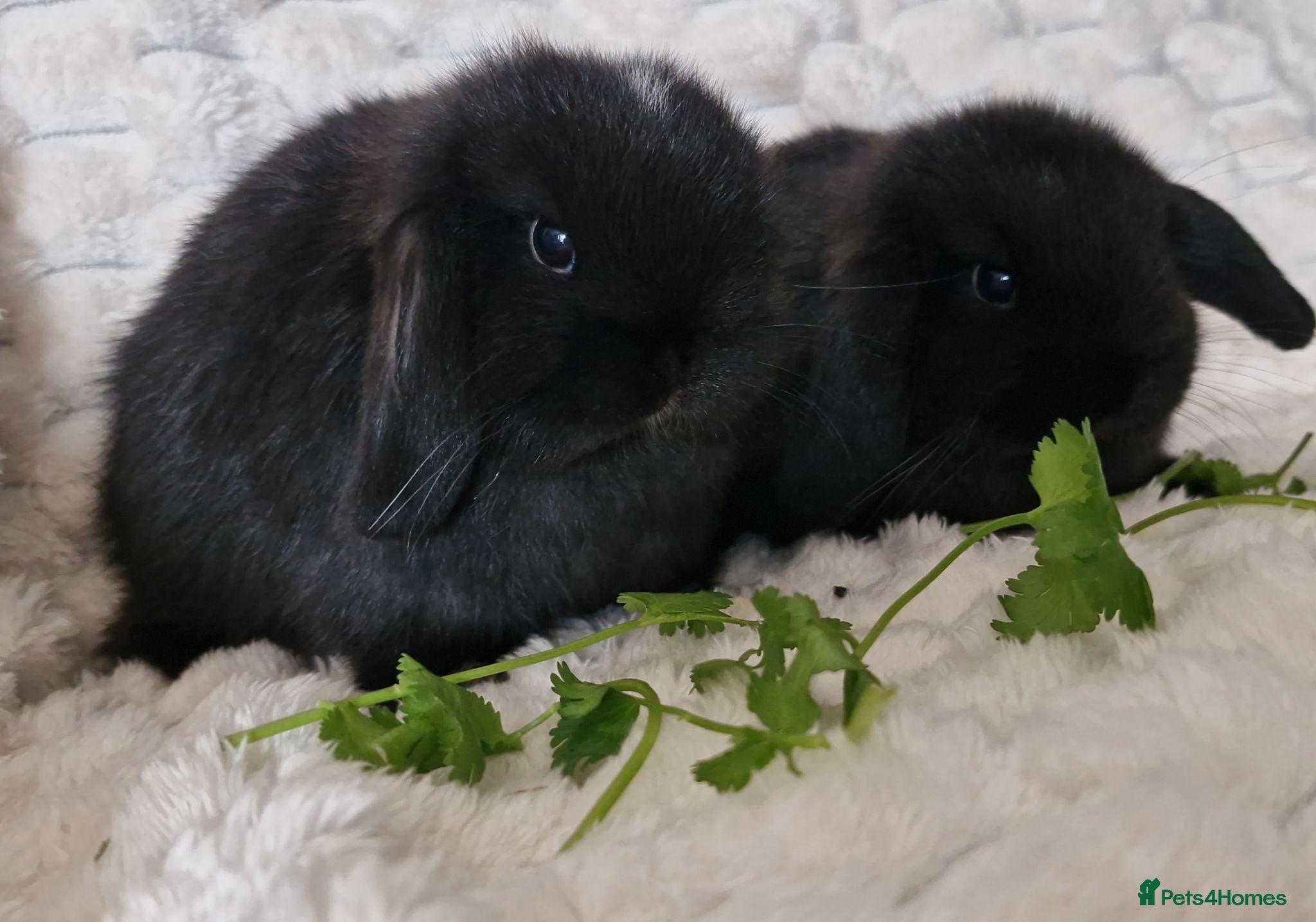 Mini Lop rabbits 🩷 Pure bred mini lop girls 🩷 - Advert 21