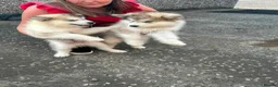 Alaskan Malamute dogs for sale: KC Reg Alaskan Malamute Puppies - Advert 11