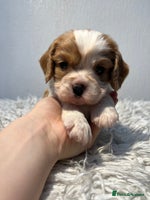 Cavalier King Charles Spaniel dogs Cavalier puppies - Advert 3
