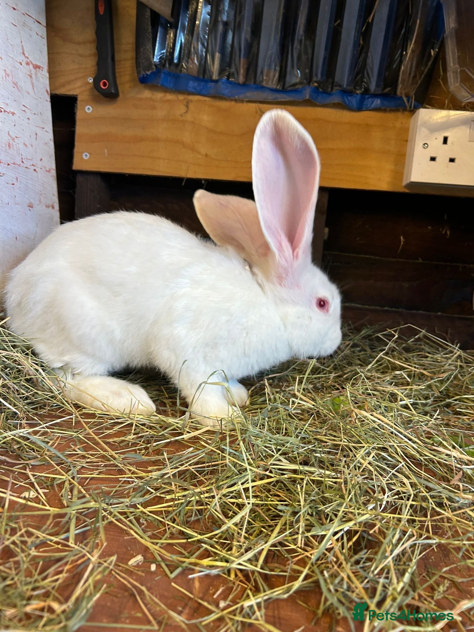 Mixed Breed rabbits Continental Giant baby bunnie in Wallingford - Advert 1