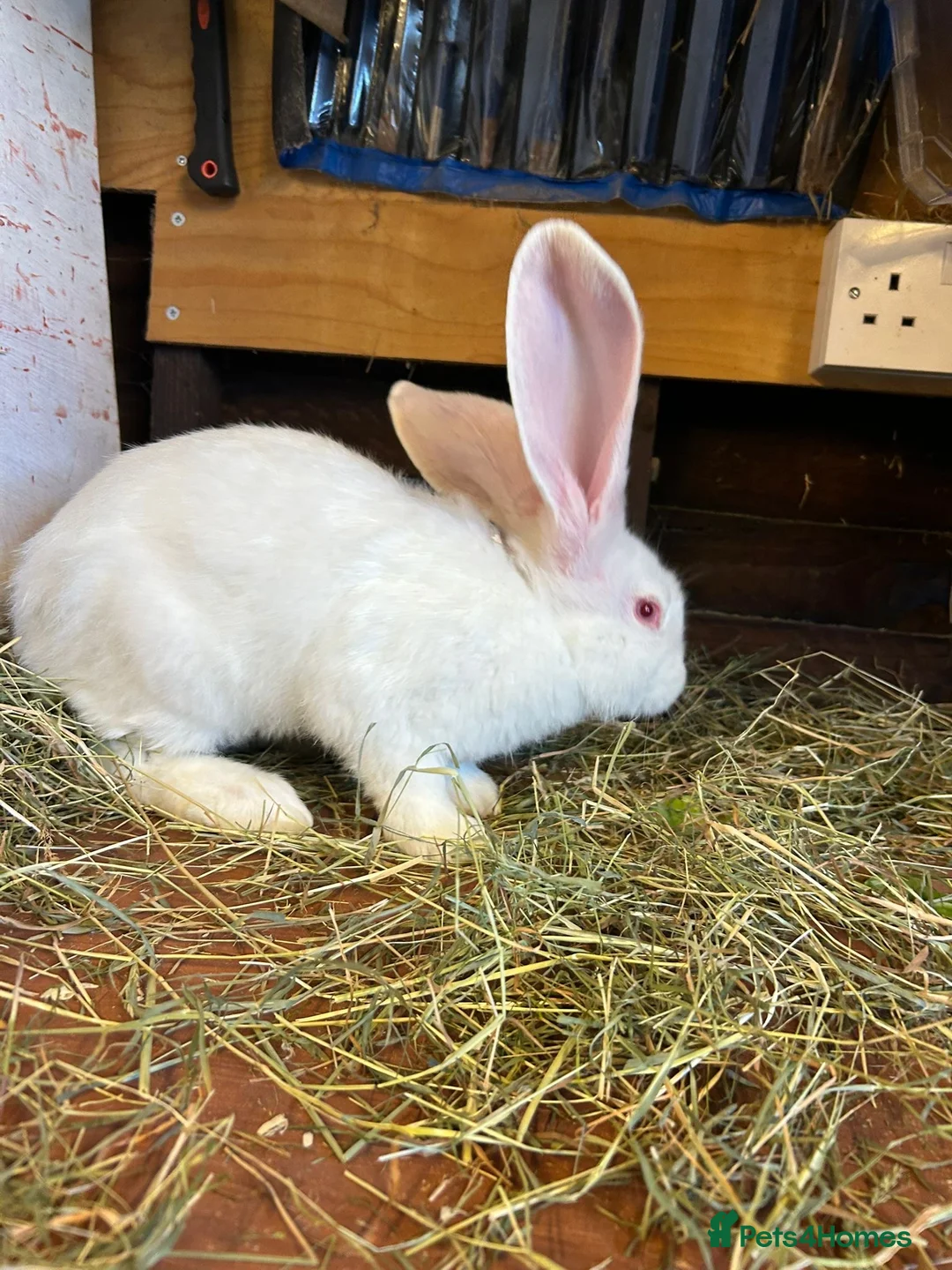Mixed Breed rabbits for sale: Continental Giant baby bunnie in Wallingford - Advert 1