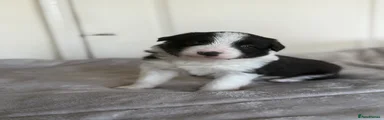 Border Collie Puppy 5