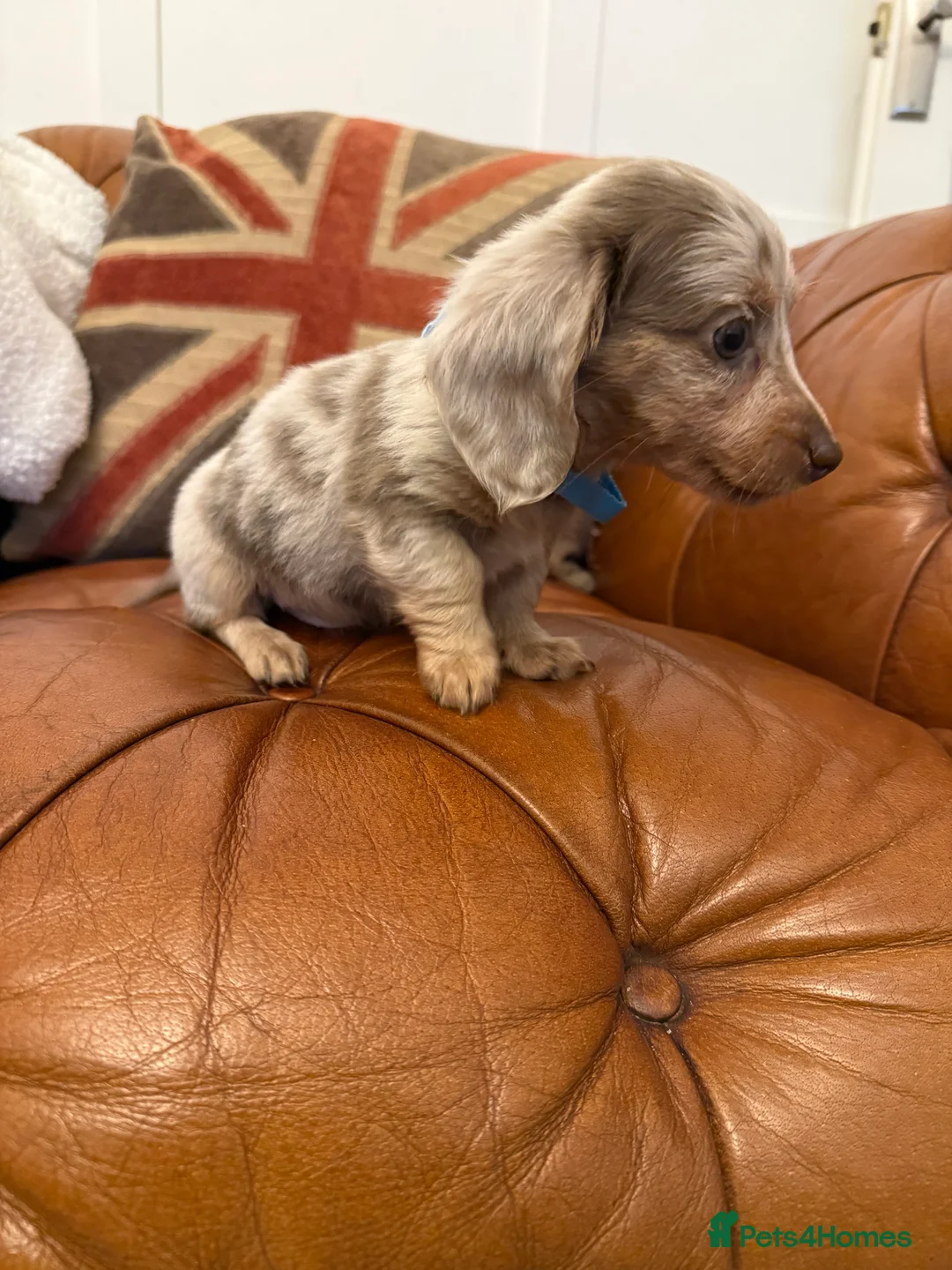 Miniature Dachshund dogs for sale: Stunning Pups 5 ⭐ Star Licensed 5 ⭐ Reviews!  - Advert 9