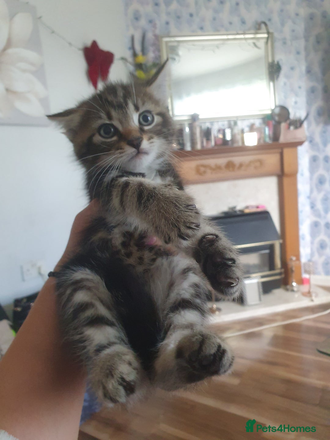 Bengal cats for sale: Davina - Image 8