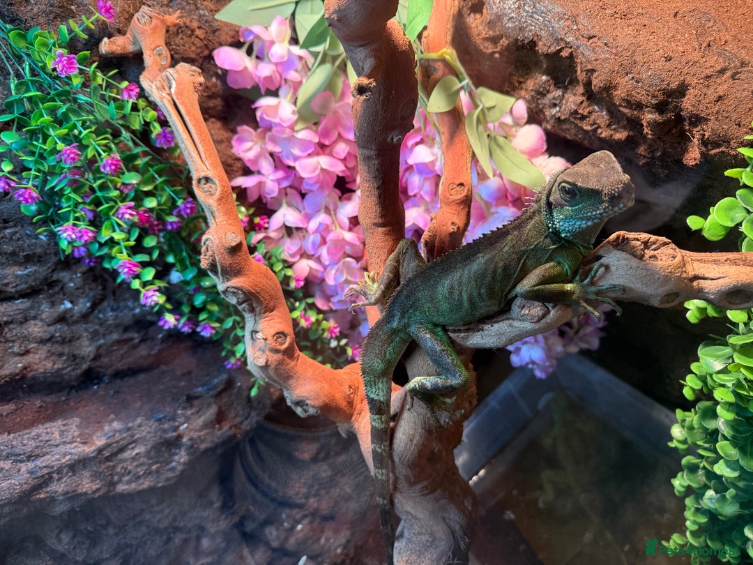 Dragon reptiles for sale: 3 Chinese water dragons 1 male 2 female - Advert 8