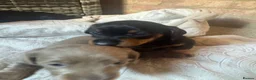 Miniature Dachshund dogs for sale: Beautiful Miniature Dachshund Puppies 🐾❤️ - Advert 4