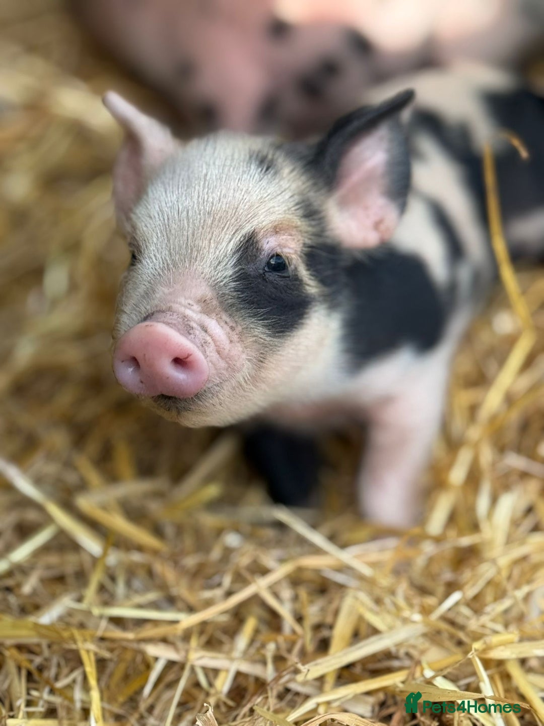 Pig livestock for sale: Stunning Mini Pigs - Image 22