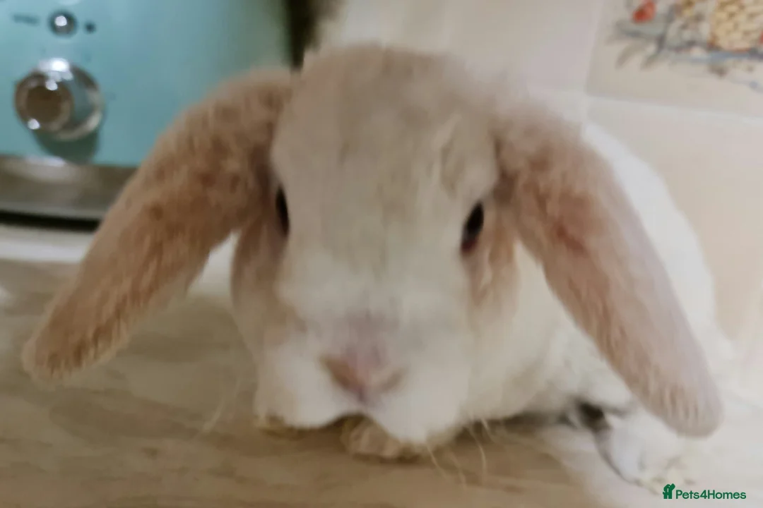 Mini Lop rabbits for sale: 3 mIni PLUSH lops ready 7/03. 2 BLUE EYED! - Advert 11