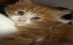 British Longhair cats for sale: Two gorgeous kittens  - Image 2