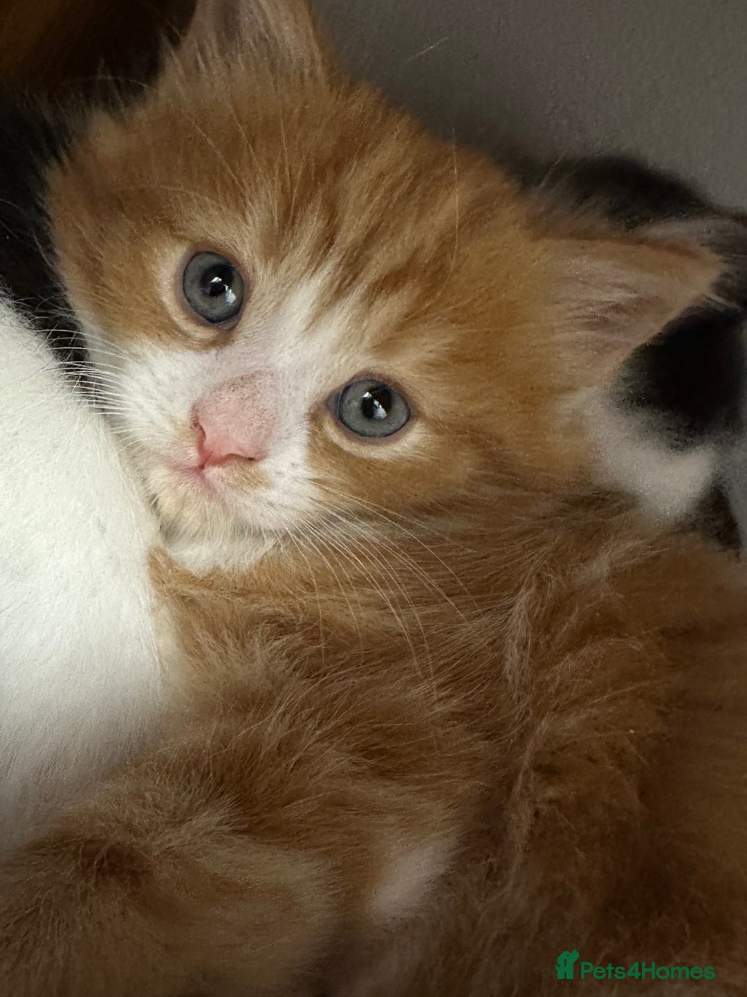 British Longhair cats for sale: Two gorgeous kittens  - Image 2