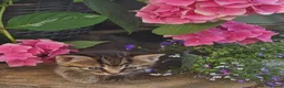 Mixed Breed cats for sale: Beautiful calico female kitten - READY NOW - Advert 3